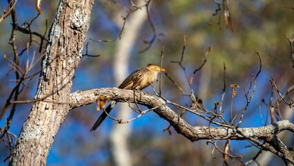 White-rumped anu, Guira guira, is a species of bird in the cuculidae family that occurs in South America.