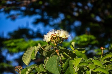 Flowering of the pequi caryocar brasiliense in the cerrado biome, a wild tree of the Brazilian cerrado biome