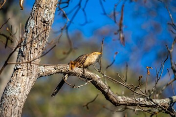 White-rumped anu, Guira guira, is a species of bird in the cuculidae family that occurs in South America.