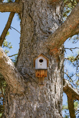 Wooden birdhouse mounted on the trunk of a pine tree in a sunny forest, symbolizing shelter, nature care and wildlife habitat