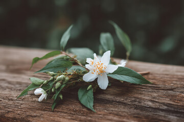 single flower rests gracefully on rough wooden board its delicate petals contrasting beautifully