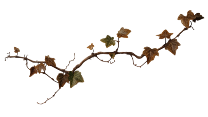 PNG of A graceful, winding ivy branch with vibrant green and brown leaves against a transparent background.