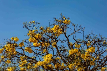 Wonderful and contrasting Brazilian yellow ipê flower Handroanthus albus, Bignoniaceae, which blooms in the months of August and September