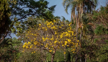 Wonderful and contrasting Brazilian yellow ipê flower Handroanthus albus, Bignoniaceae, which blooms in the months of August and September