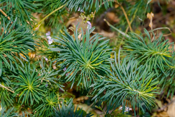 Close-up of green pine needles forming radial clusters on branches, creating natural woodland evergreen texture