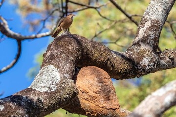 Nest of the Brazilian bird known as João-de-barro, Furnarius rufus, found throughout the national territory and South America