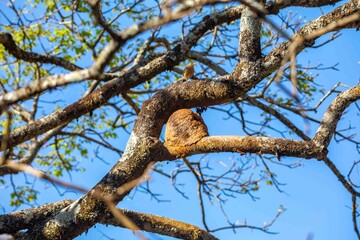 Nest of the Brazilian bird known as João-de-barro, Furnarius rufus, found throughout the national territory and South America