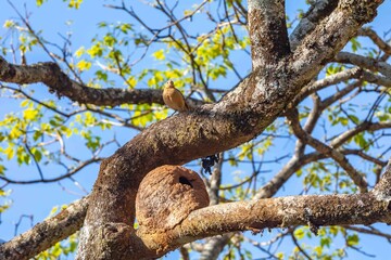Nest of the Brazilian bird known as João-de-barro, Furnarius rufus, found throughout the national territory and South America