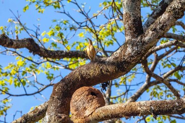 Nest of the Brazilian bird known as João-de-barro, Furnarius rufus, found throughout the national territory and South America