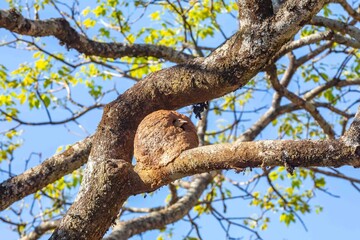 Nest of the Brazilian bird known as João-de-barro, Furnarius rufus, found throughout the national territory and South America