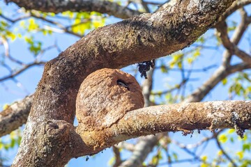 Fototapeta premium Nest of the Brazilian bird known as João-de-barro, Furnarius rufus, found throughout the national territory and South America