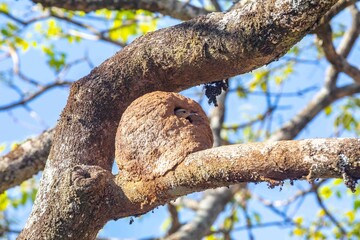 Nest of the Brazilian bird known as João-de-barro, Furnarius rufus, found throughout the national territory and South America
