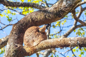 Nest of the Brazilian bird known as João-de-barro, Furnarius rufus, found throughout the national territory and South America