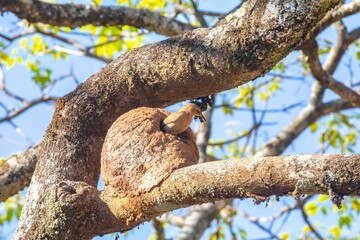 Nest of the Brazilian bird known as João-de-barro, Furnarius rufus, found throughout the national territory and South America