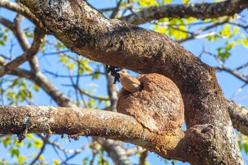 Fototapeta premium Nest of the Brazilian bird known as João-de-barro, Furnarius rufus, found throughout the national territory and South America