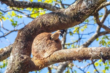 Nest of the Brazilian bird known as João-de-barro, Furnarius rufus, found throughout the national territory and South America