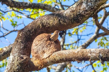 Nest of the Brazilian bird known as João-de-barro, Furnarius rufus, found throughout the national territory and South America