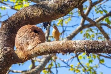 Nest of the Brazilian bird known as João-de-barro, Furnarius rufus, found throughout the national territory and South America