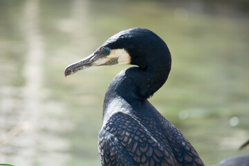 Cormorant in the Zoo, 
Kormoran im Zoo