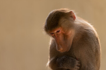 Thoughtful baboon in soft natural light
