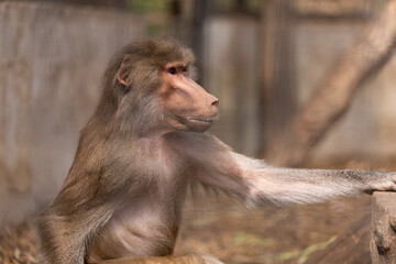Baboon resting arm on rock inside enclosure
