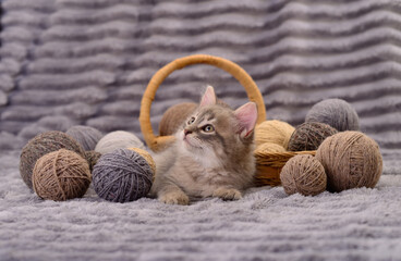 Cute kitten lying with yarn balls and wicker basket on soft blanket