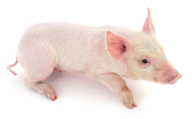 Pink piglet isolated on white background