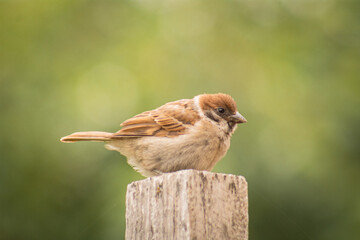 sparrow on a fence