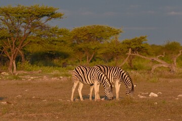 Steppenzebras (Equus quagga) im Wasserloch Chudop im Abendlicht (Etoscha Nationalpark)