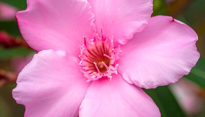 Close-up of a pink flower