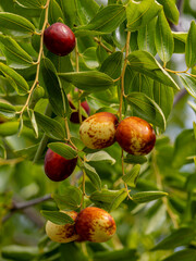 Jujube tree, or wild Chinese date tree