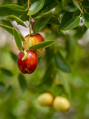 Jujube tree, or wild Chinese date tree