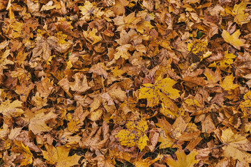 Orange colored maple leaves on the ground in autumn. Autumn orange background with texture of fallen tree leaves