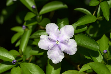 ニオイバンマツリ