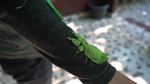 A green leaf insect and stick insect are sitting on the young man's arm.