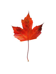 PNG Of A vibrant red maple leaf showcasing stunning autumn colors against a stark black background.