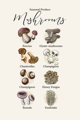 Vector poster with colorful hand drawn illustrations of seasonal edible mushrooms: porcino, oyster mushrooms, chanterelles, champignon, honey fungus, russula, and enokitake.