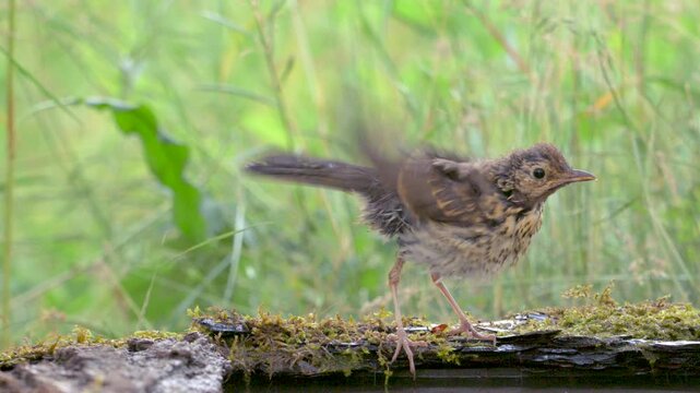 Song Trush Turdus philomelos in the wild. A bird after bathing. Close up Slow motion.