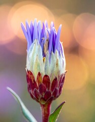 Close-up of a purple flower bud