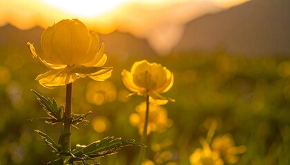 Golden wildflowers bathed in sunset light