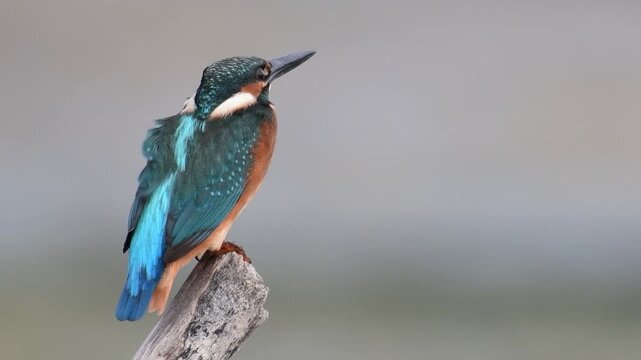 Beautiful blue Kingfisher bird, Common Kingfisher Alcedo atthis, sitting on a branch. Close up.
