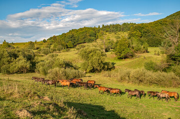 Hucuły © piotrwolak