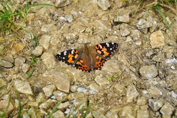 Distelfalter