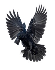 Naklejka premium Raven in flight, detailed wings