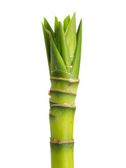 PNG Of Close-up of a vibrant green bamboo stalk, showcasing its fresh leaves and textured surface.