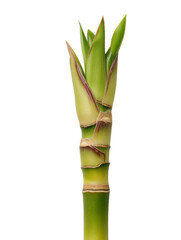 PNG Of A close-up of a vibrant green bamboo shoot with delicate leaves emerging from the top.