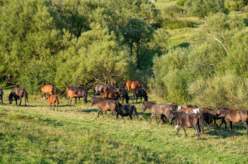 Hucuły © piotrwolak