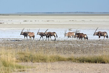 Oryxantilopen (Oryx) ziehen entlang der Salzpfanne im Etoscha Nationalpark