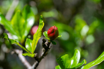 A pomegranate (Punicagranatum) bud