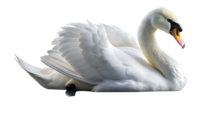 Elegant white swan isolated on transparent background, gracefully posing with its curved neck and pristine feathers, a symbol of beauty and serenity